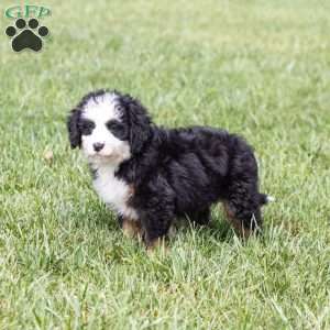 Baxter, Bernedoodle Puppy